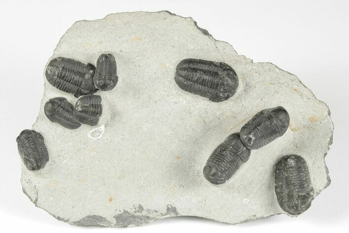 Cluster Of Eight Gerastos Trilobites - Mrakib, Morocco #204429